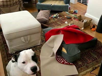 Picture of dog sitting in room with torn-up objects.