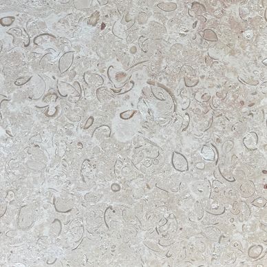 Close-up of a beige fossil stone surface.