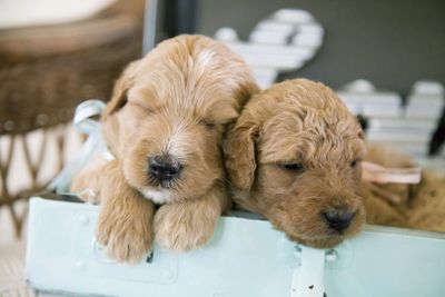 F1b Goldendoodle puppies 