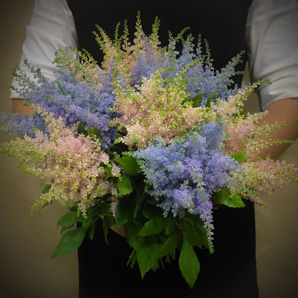 Astilbe