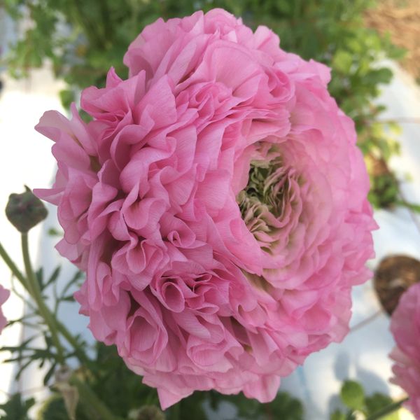 Ranunculus