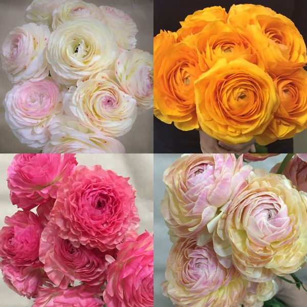 Ranunculus from Japan