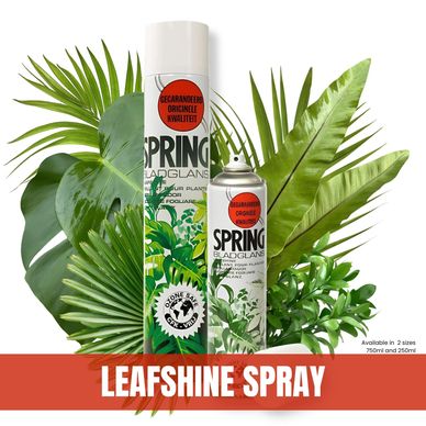 A can of Spring Leafshine aerosol spray sitting beside fresh glossy green leaves.