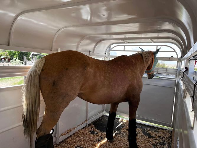 Cowgirl Up Horse Transport