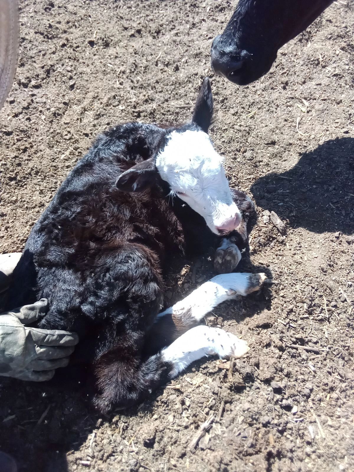 R Triangle Ranch LLC