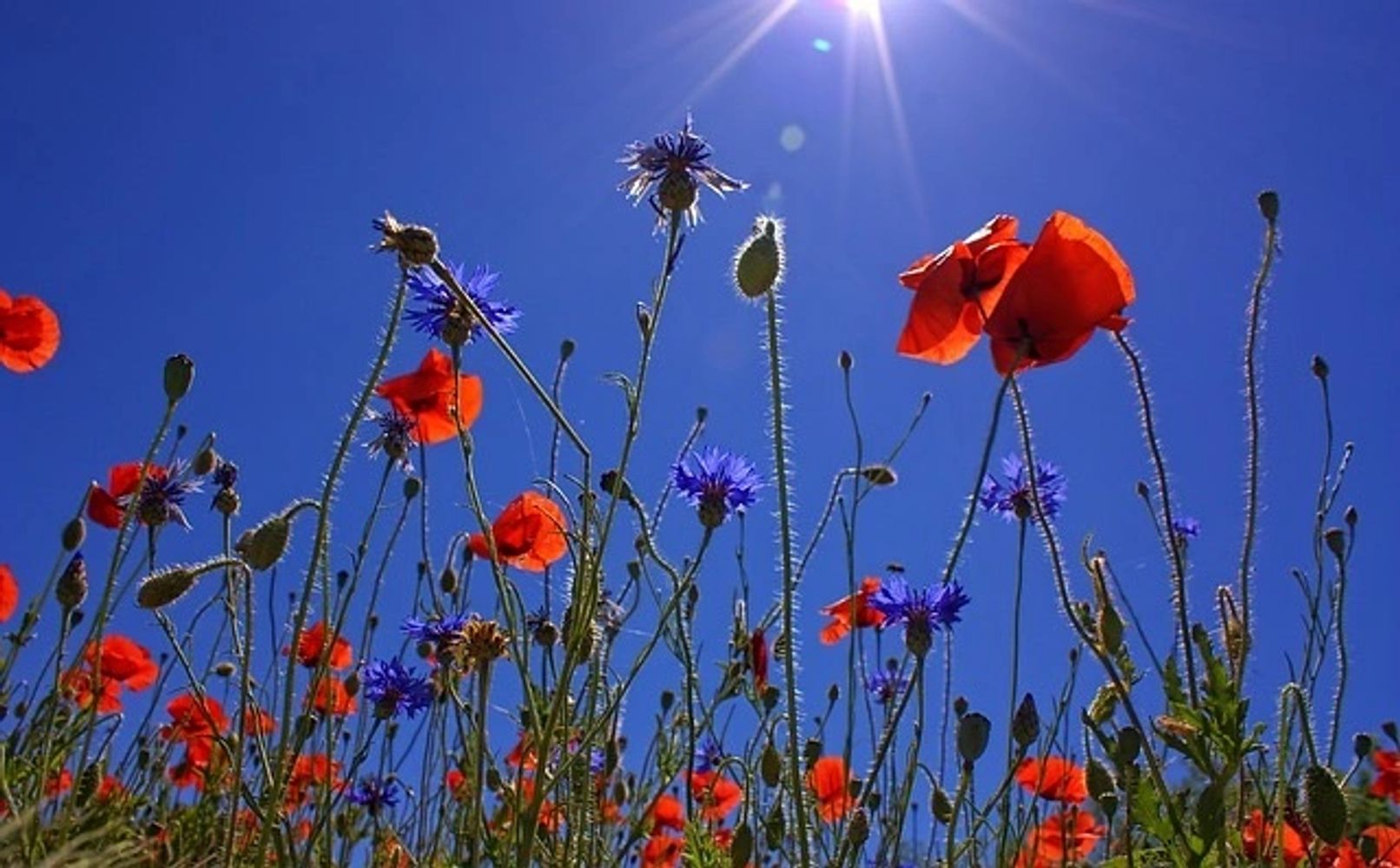 Blue Sky and Poppies ~ Image by Peter Dargatz (Pixabay)
