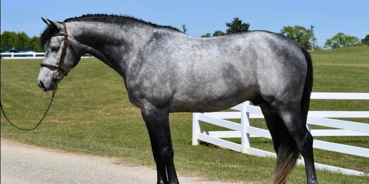 A gray horse standing on a dirt path near white fences under a clear blue sky.