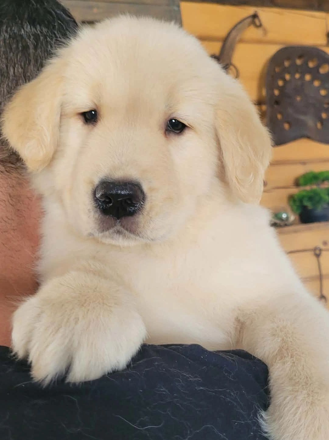 Close-up of a fluffy golden retriever puppy resting on a person's arm.