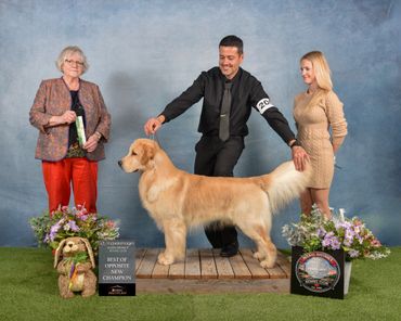 Golden Retriever winning Best of Opposite Sex at a dog show.