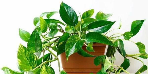 Golden pothos plant 