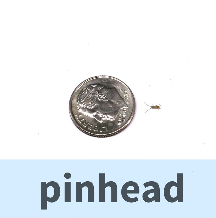 Pinhead Crickets 250 count