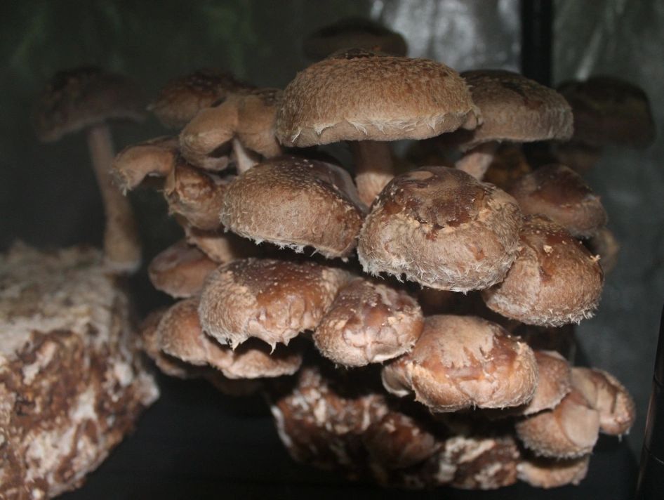 Shiitake