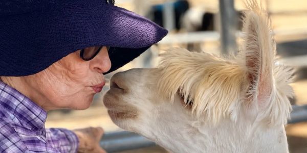 Person kissing a white alpaca.