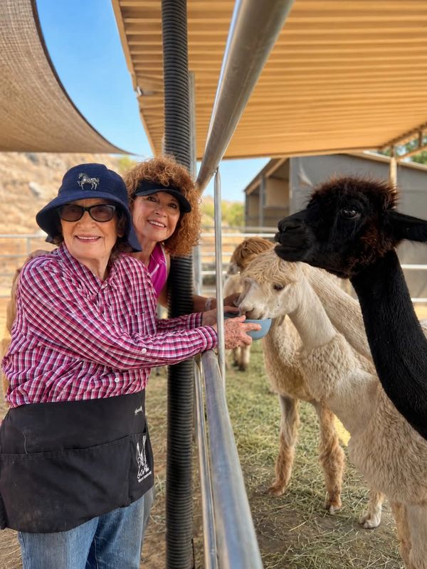 Two women feeding alpacas at a farm.