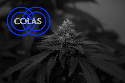 Colas Cannabis california top brand 