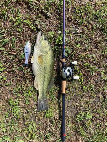 Largemouth bass, fishing lure, and rod on grass.