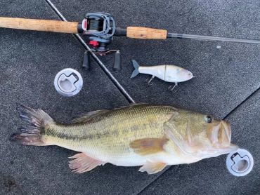 Large bass fish caught with a fishing rod.