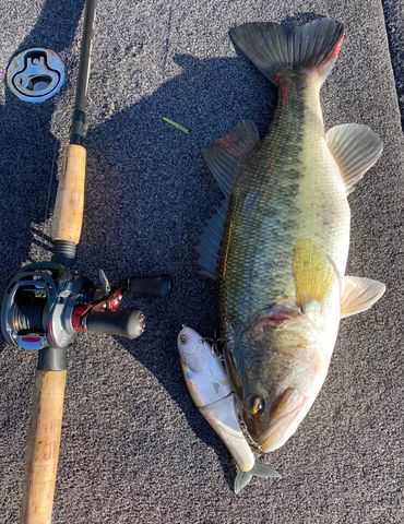 Large bass fish beside fishing rod and bait.
