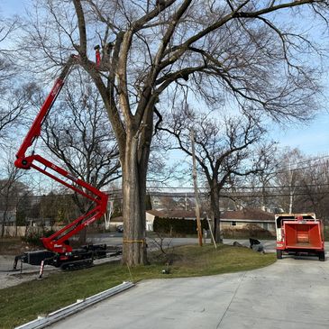 Tree trimming 