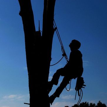 Tree removal climber