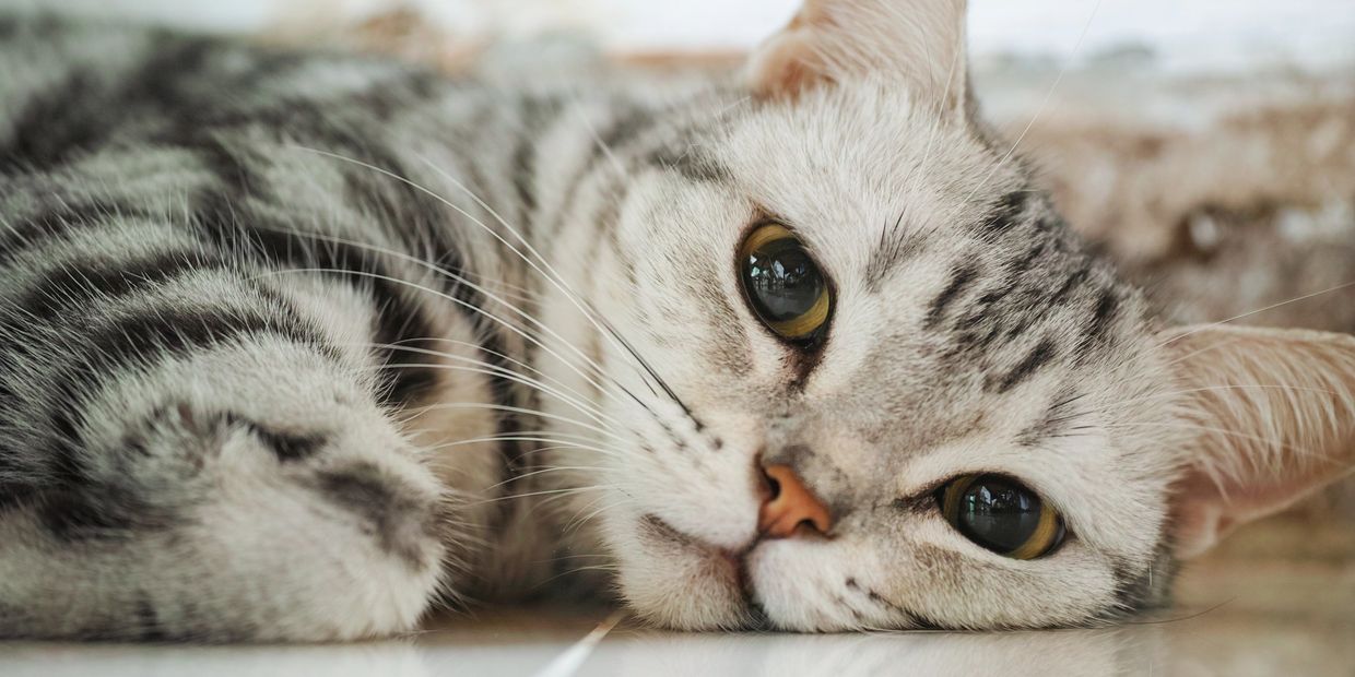 Cat cleaning, cat sitting and feeding and care in High Peak 