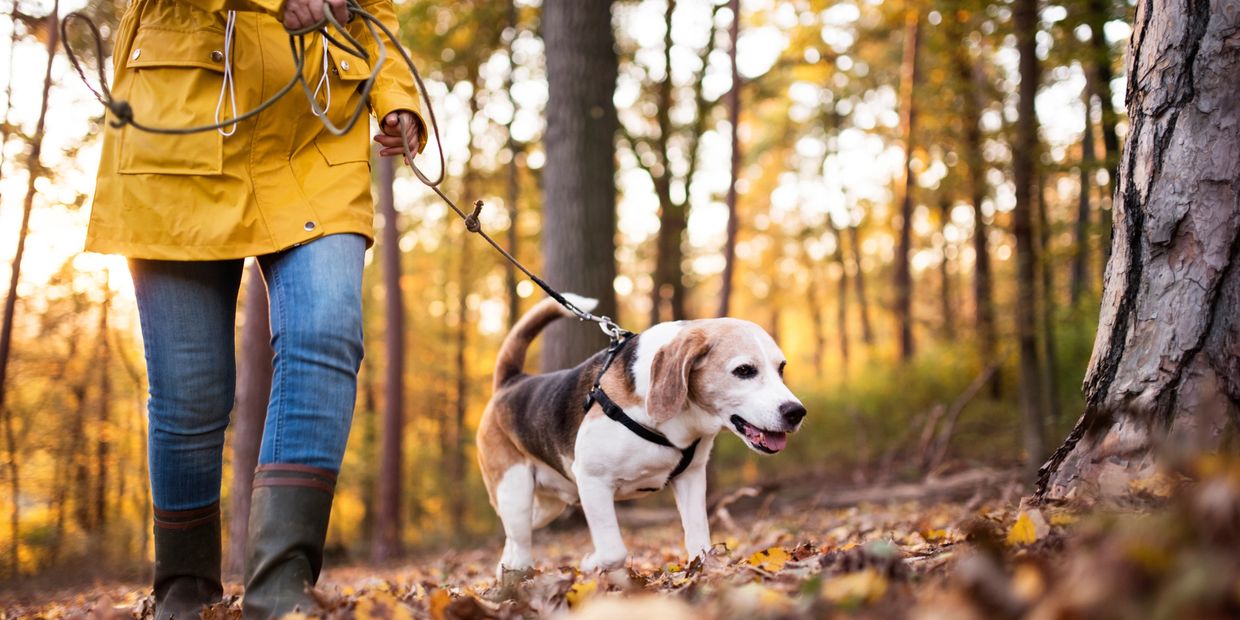 Puppy care and puppy walking in Whaley Bridge