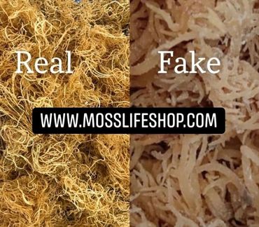 Real vs Fake Sea Moss photo