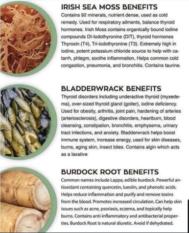 Benefits of Sea Moss Capsules Bladderwrack and Burdock Root