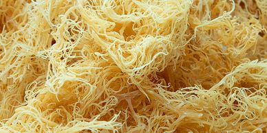 Raw Gold sea moss (Real Irish Moss)
