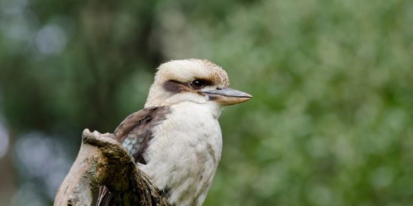 A Kookaburra