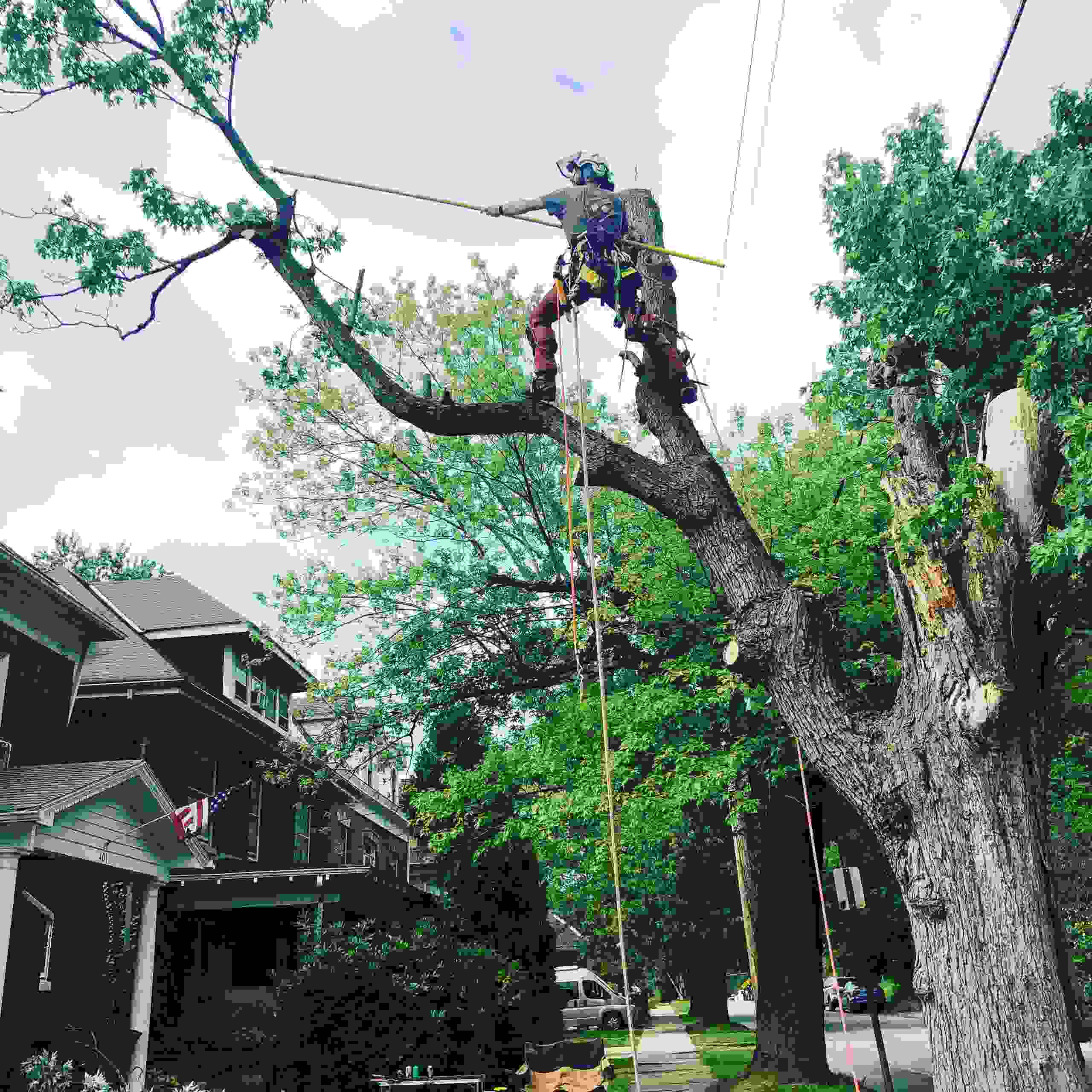 Great Mountain Tree Service Tree Service Franklin, Pennsylvania
