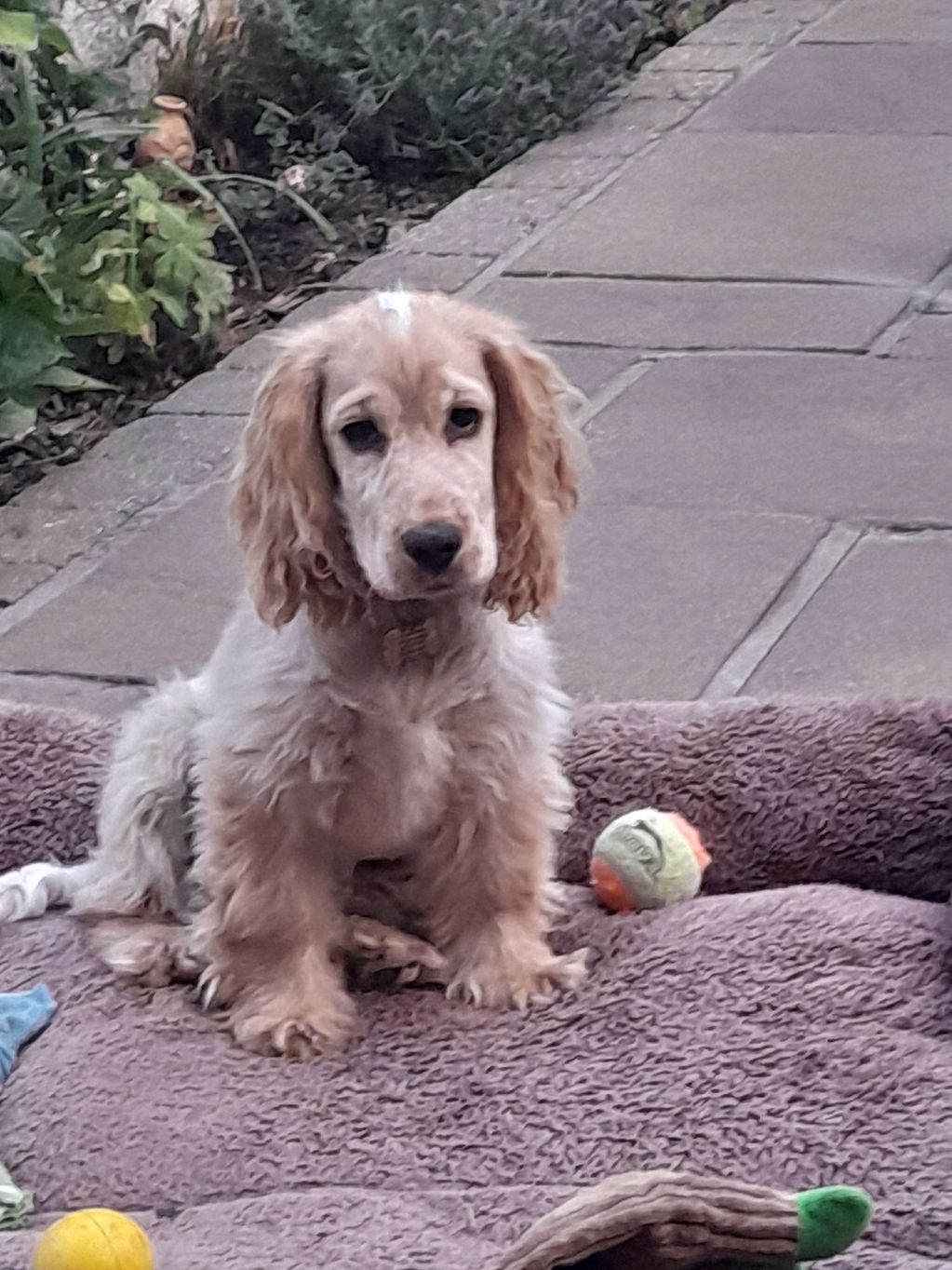 Willow