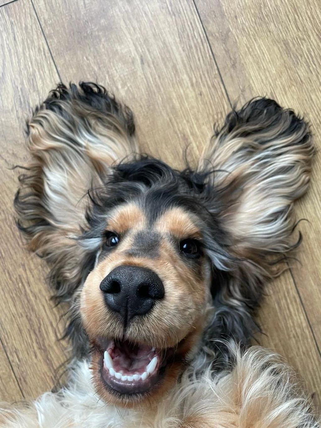 Arlo
