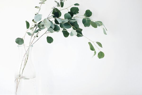 Green eucalyptus branches in a glass vase with water.