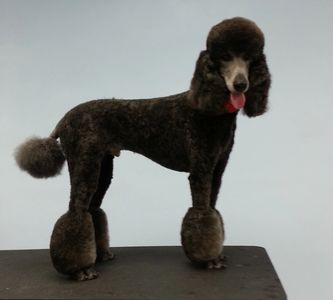 Standard Poodle groomed