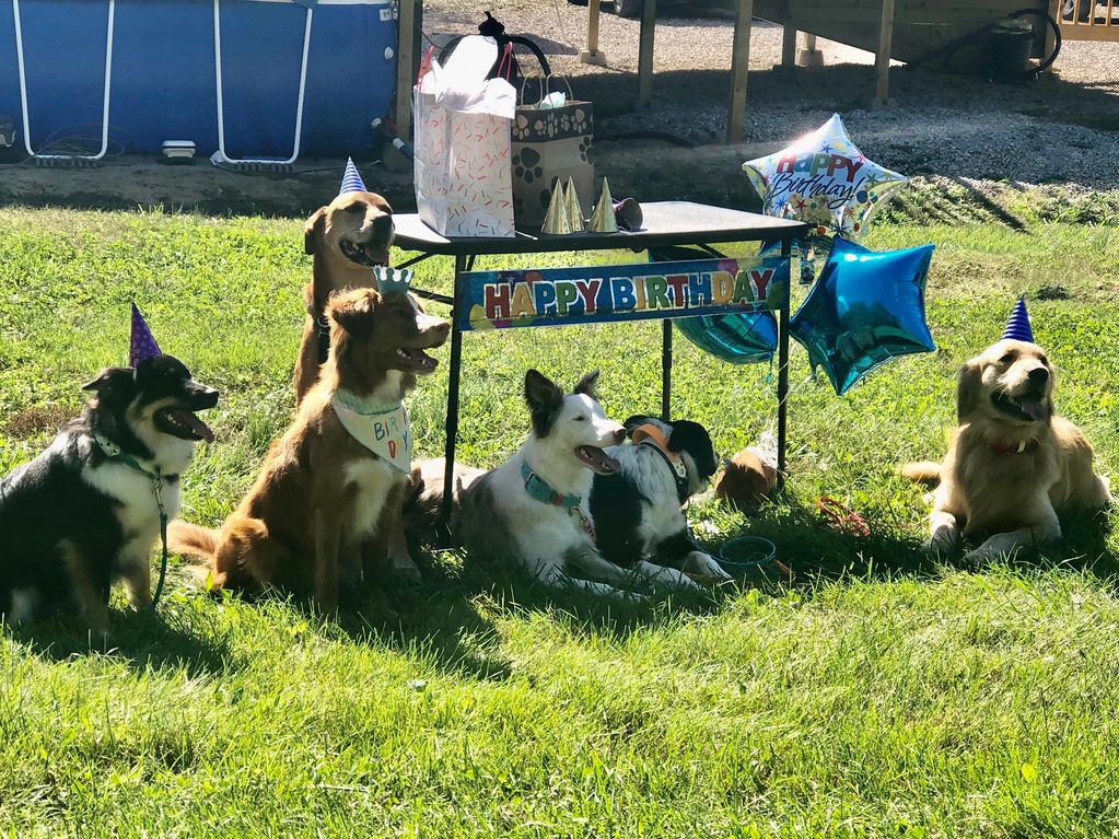 Service Dog Completes Honorary “First Fetch” For Nationals' “Pups In The Park” Game