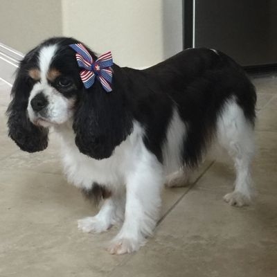 rescue cavalier charles king spaniel houston greater inc club