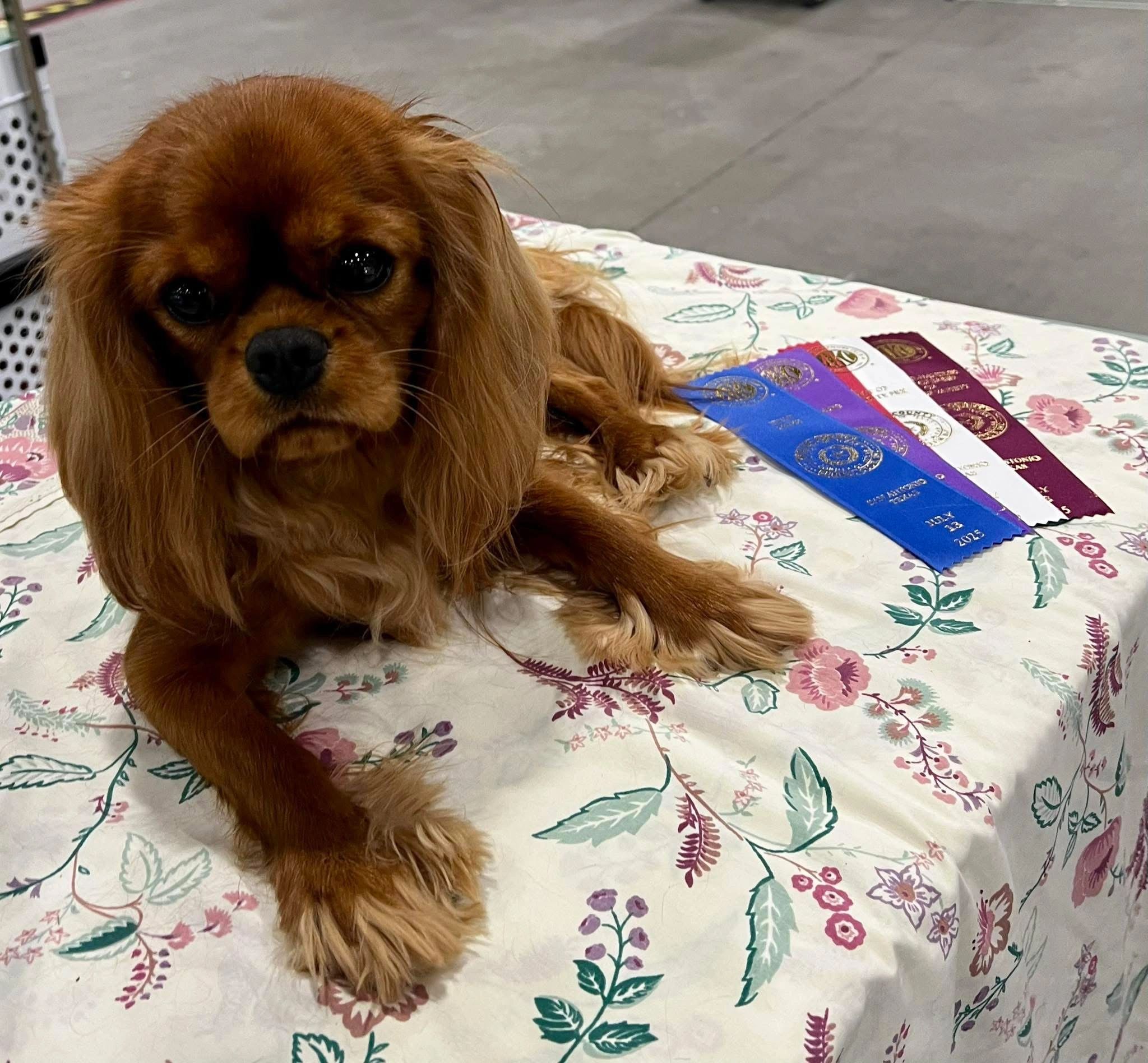 Cavalier King Charles Puppies - Houston, Texas