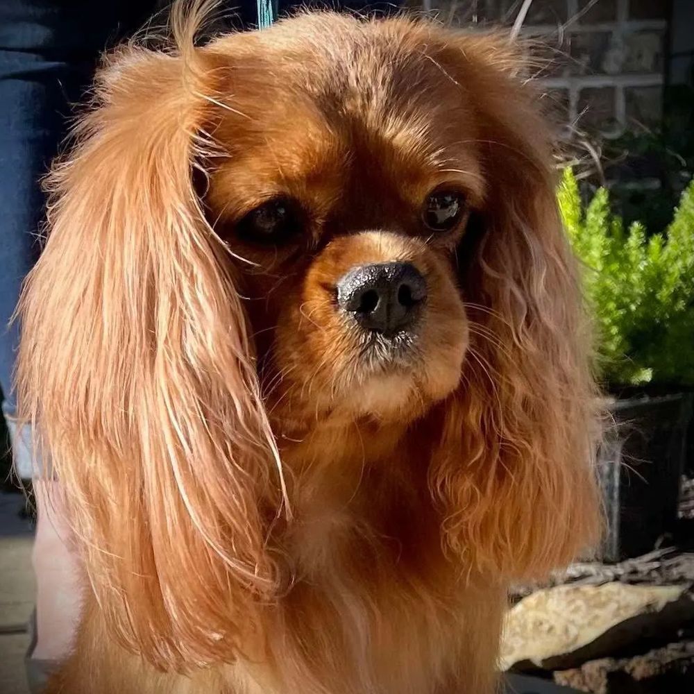 A pretty Ruby Cavalier King Charles Spaniel