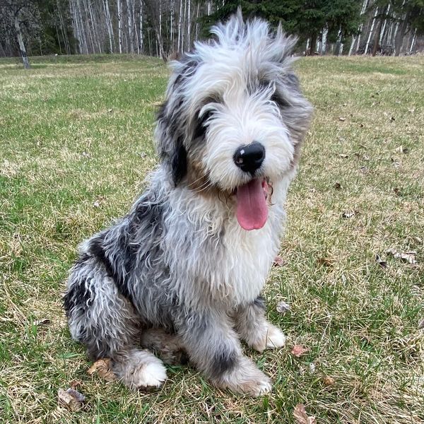 bernedoodle