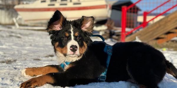 Purebred Akc Bernese mountain dog