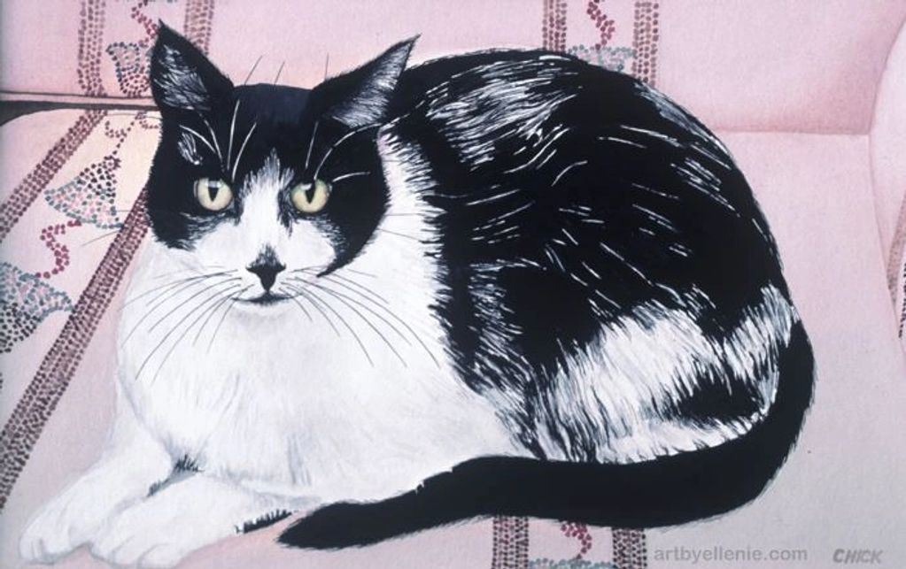 Black and White Cat