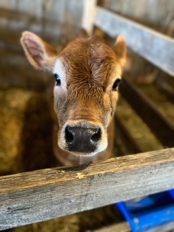 chemical-free beef