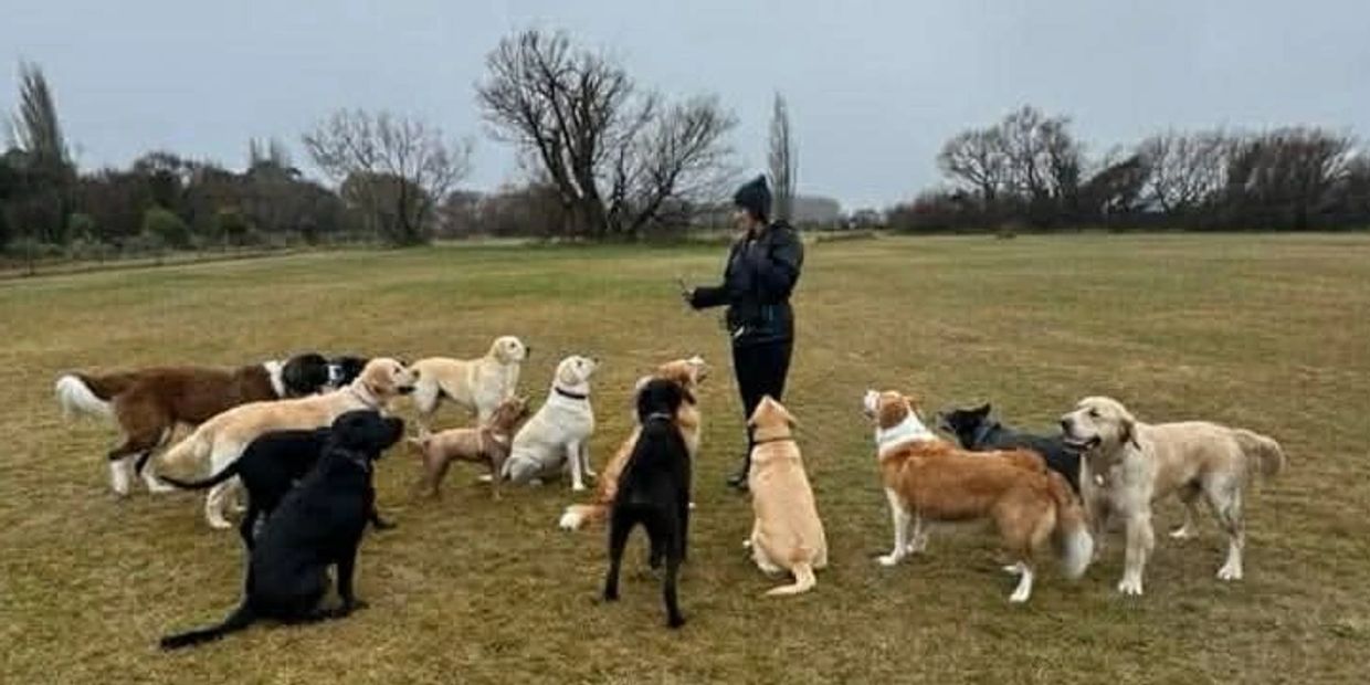 Person training a group of attentive dogs in a large park.