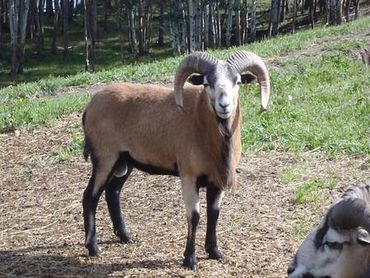 American Blackbelly Alberta Sheep Breeders' Association
