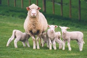 dorset sheep breeders
