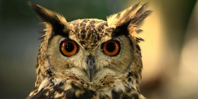 We offer professional services by masters-level trained and certified biomimicry professionals.  Our
