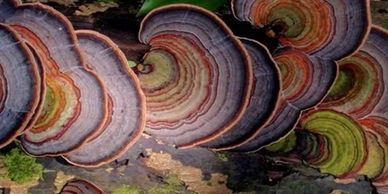 Living organisms have already solved many of the challenges we humans currently face.  By asking, "W