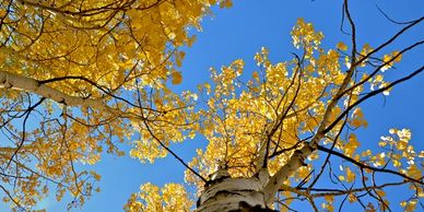Our biomimicry consulting Bio-Brainstorms can be deep or shallow dives into 
nature and science.  Di