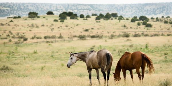 Dreamer Horses, Retirement Horse Boarding, Colorado Horse Boarding, Colorado Retirement Horse Boarding, Colorado Pasture Boarding, Pasture Boarding, Colorado Horse Boarding